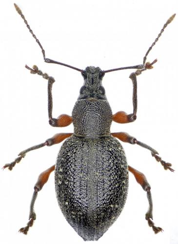 Réf. 240 471 : Otiorhynchus stricticollis juniperi